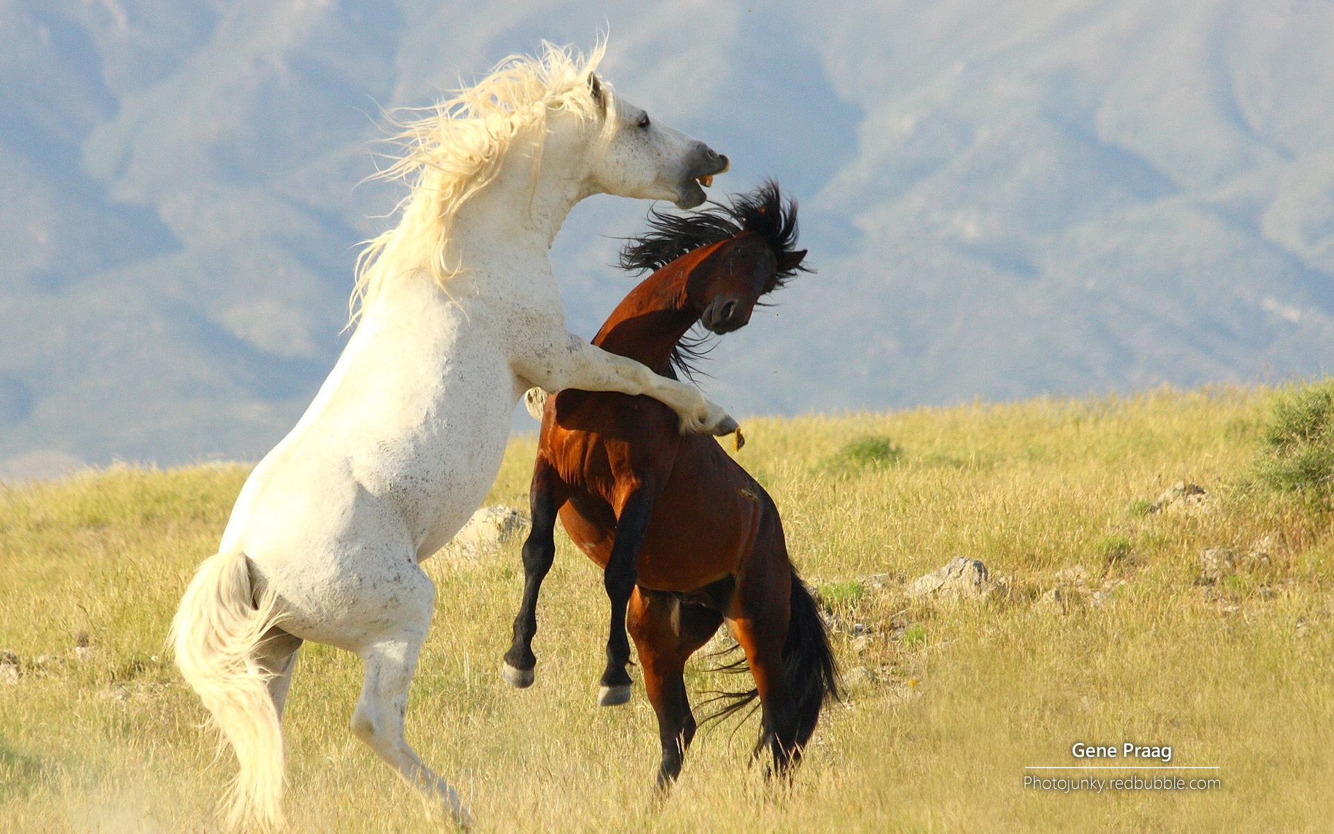 脱缰野马_脱缰野马的意思_降央卓玛脱缰野马 | 知客分享